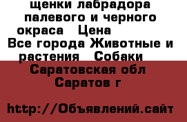 щенки лабрадора палевого и черного окраса › Цена ­ 30 000 - Все города Животные и растения » Собаки   . Саратовская обл.,Саратов г.